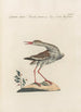 Ornithologia methodice digesta Pl446 - Saverio Manetti — artwork view