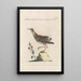 Ornithologia methodice digesta Pl447 - Saverio Manetti — framed artwork on a wall