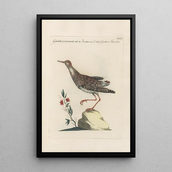 Ornithologia methodice digesta Pl447 - Saverio Manetti — framed artwork on a wall