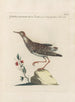 Ornithologia methodice digesta Pl447 - Saverio Manetti — artwork view