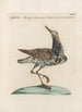 Ornithologia methodice digesta Pl448 - Saverio Manetti — artwork view