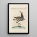 Ornithologia methodice digesta Pl448 - Saverio Manetti — framed artwork on a wall