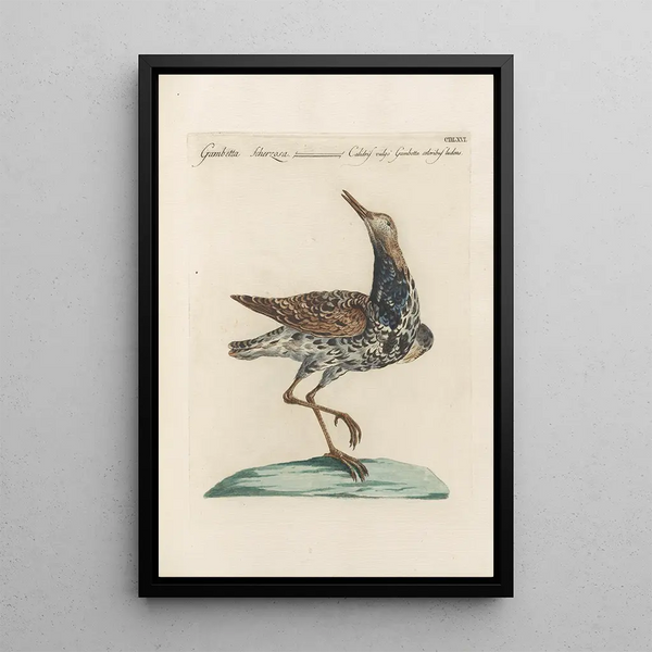 Ornithologia methodice digesta Pl448 - Saverio Manetti — framed artwork on a wall