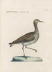 Ornithologia methodice digesta Pl450 - Saverio Manetti — artwork view