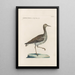 Ornithologia methodice digesta Pl450 - Saverio Manetti — framed artwork on a wall