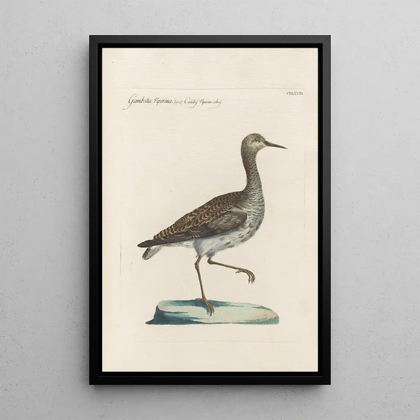 Ornithologia methodice digesta Pl450 - Saverio Manetti — framed artwork on a wall