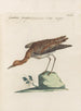 Ornithologia methodice digesta Pl451 - Saverio Manetti — artwork view