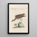 Ornithologia methodice digesta Pl451 - Saverio Manetti — framed artwork on a wall