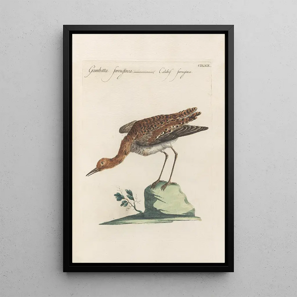 Ornithologia methodice digesta Pl451 - Saverio Manetti — framed artwork on a wall
