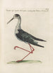 Ornithologia methodice digesta Pl452 - Saverio Manetti — artwork view