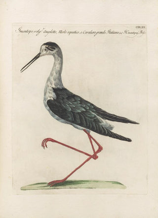 Saverio Manetti - Ornithologia methodice digesta Pl452.webp