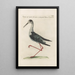 Ornithologia methodice digesta Pl452 - Saverio Manetti — framed artwork on a wall