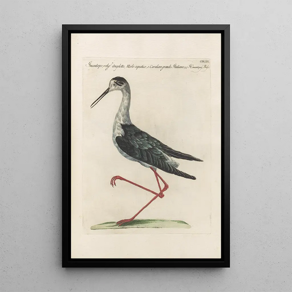 Ornithologia methodice digesta Pl452 - Saverio Manetti — framed artwork on a wall