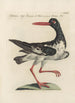 Ornithologia methodice digesta Pl453 - Saverio Manetti — artwork view