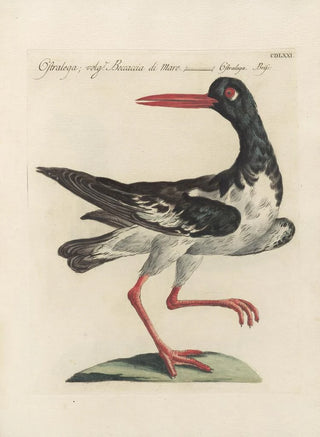 Saverio Manetti - Ornithologia methodice digesta Pl453.webp