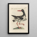 Ornithologia methodice digesta Pl453 - Saverio Manetti — framed artwork on a wall