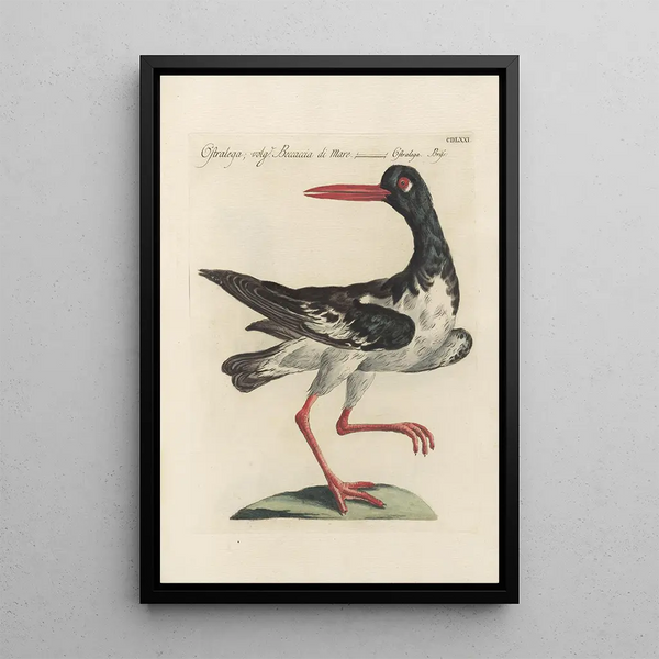 Ornithologia methodice digesta Pl453 - Saverio Manetti — framed artwork on a wall