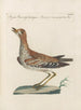 L'ornithologie a méthodiquement digéré Pl454 - Saverio Manetti — artwork view