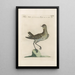 Ornithologia methodice digesta Pl455 - Saverio Manetti — framed artwork on a wall