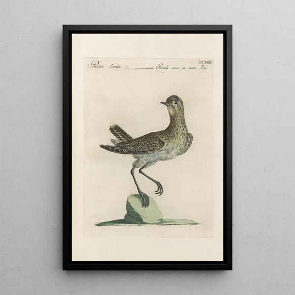 Ornithologia methodice digesta Pl455 - Saverio Manetti — framed artwork on a wall