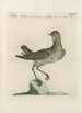 Ornithologia methodice digesta Pl455 - Saverio Manetti — artwork view