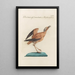 Ornithologia methodice digesta Pl456 - Saverio Manetti — framed artwork on a wall