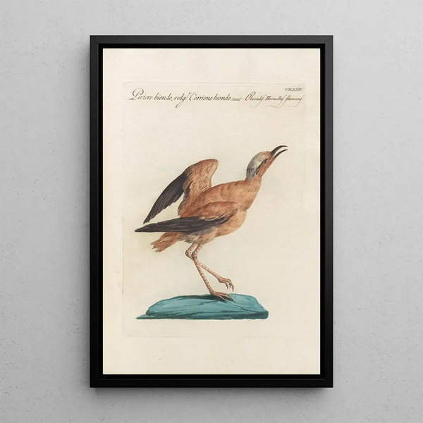 Ornithologia methodice digesta Pl456 - Saverio Manetti — framed artwork on a wall