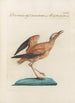 Ornithologia methodice digesta Pl456 - Saverio Manetti — artwork view