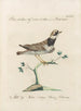Ornithologia methodice digesta Pl458 - Saverio Manetti — artwork view