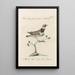 Ornithologia methodice digesta Pl458 - Saverio Manetti — framed artwork on a wall