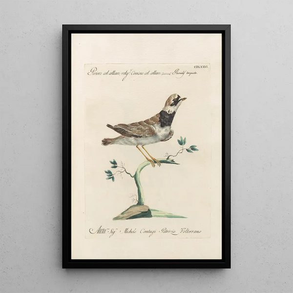Ornithologia methodice digesta Pl458 - Saverio Manetti — framed artwork on a wall
