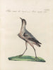 Ornithologie méthodiquement digérée Pl460 - Saverio Manetti — artwork view