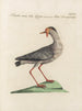 L'ornithologie a méthodiquement digéré Pl462 - Saverio Manetti — artwork view