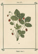 Atlas of Plants for My Water Cure Pl01 - Sebastian Kneipp — artwork view