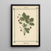 Atlas of Plants for My Water Cure Pl01 - Sebastian Kneipp — framed artwork on a wall