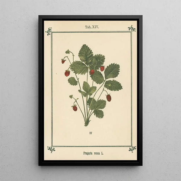 Atlas of Plants for My Water Cure Pl01 - Sebastian Kneipp — framed artwork on a wall