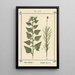 Atlas des plantes pour Ma cure d'eau Pl02 - Sebastian Kneipp — framed artwork on a wall