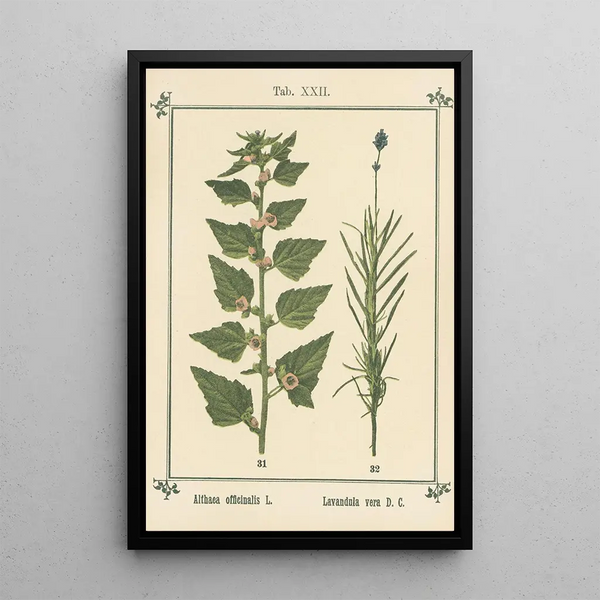 Atlas des plantes pour Ma cure d'eau Pl02 - Sebastian Kneipp — framed artwork on a wall