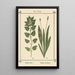 Atlas des plantes pour Ma cure d'eau Pl03 - Sebastian Kneipp — framed artwork on a wall