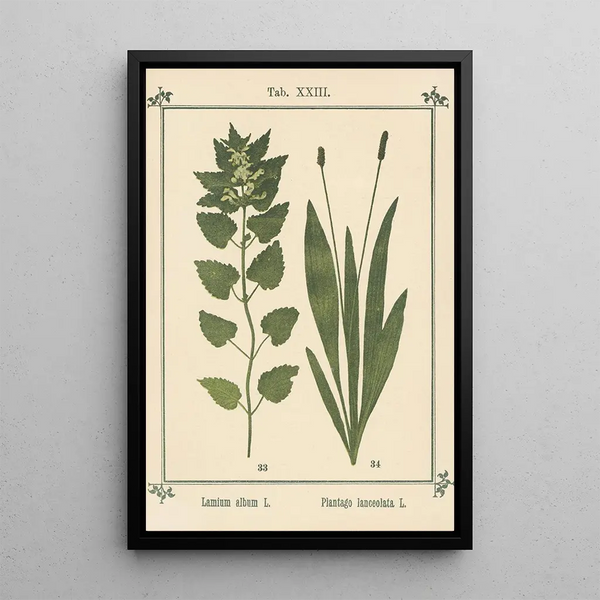 Atlas des plantes pour Ma cure d'eau Pl03 - Sebastian Kneipp — framed artwork on a wall