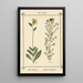 Atlas of Plants for My Water Cure Pl04 - Sebastian Kneipp — framed artwork on a wall
