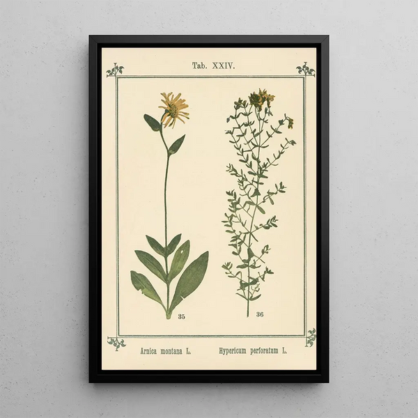 Atlas of Plants for My Water Cure Pl04 - Sebastian Kneipp — framed artwork on a wall