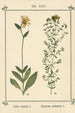 Atlas of Plants for My Water Cure Pl04 - Sebastian Kneipp — artwork view