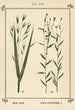 Atlas of Plants for My Water Cure Pl05 - Sebastian Kneipp — artwork view