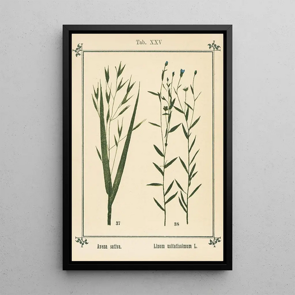 Atlas of Plants for My Water Cure Pl05 - Sebastian Kneipp — framed artwork on a wall