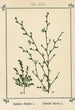 Atlas des plantes pour Ma cure d'eau Pl06 - Sebastian Kneipp — artwork view