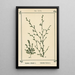 Atlas des plantes pour Ma cure d'eau Pl06 - Sebastian Kneipp — framed artwork on a wall