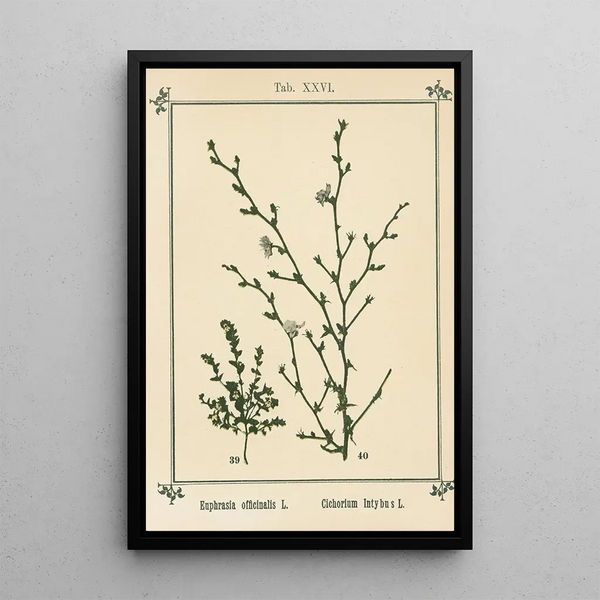 Atlas des plantes pour Ma cure d'eau Pl06 - Sebastian Kneipp — framed artwork on a wall