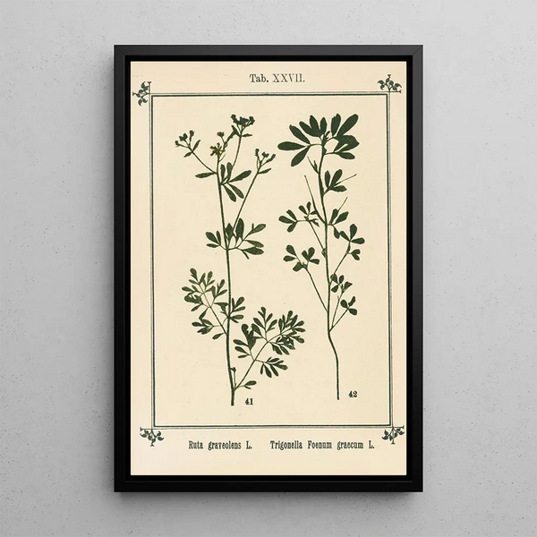 Atlas des plantes pour Ma cure d'eau Pl07 - Sebastian Kneipp — framed artwork on a wall