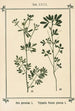 Atlas des plantes pour Ma cure d'eau Pl07 - Sebastian Kneipp — artwork view